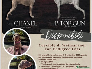Weimaraner cani Cucciole di weimaraner con pedigree Enci - Annuncio 6