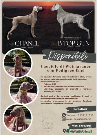 Weimaraner cani - Annuncio 2