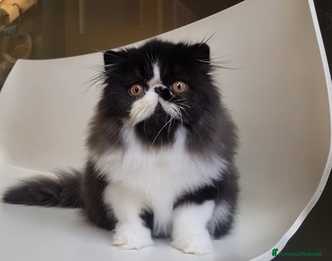 Persiano gatti in vendita: Arcobaleno Queen - Annuncio 3