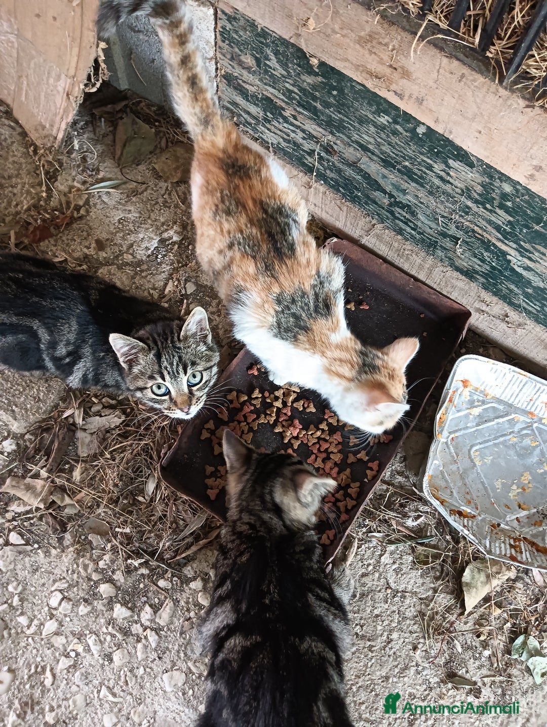 Europeo gatti in regalo: Gatti ni  - Annuncio 8