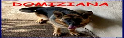 Pastore Tedesco cani in regalo: DOMIZIANA bella socievole - Annuncio 1