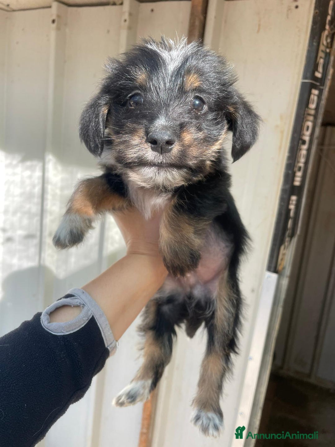 Meticcio cani in regalo: SOS SOS DIAMANTE - Annuncio 1