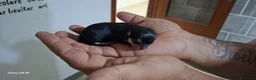 Chihuahua cani in vendita: Chihuahua di catanicoSR - Annuncio 6