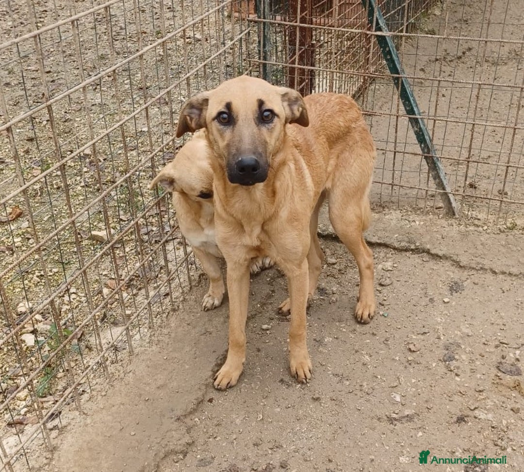 Meticcio cani in regalo: LA TIMIDA E DOLCE ALBICOCCA a Città metropolitana di Roma Capitale - Annuncio 4