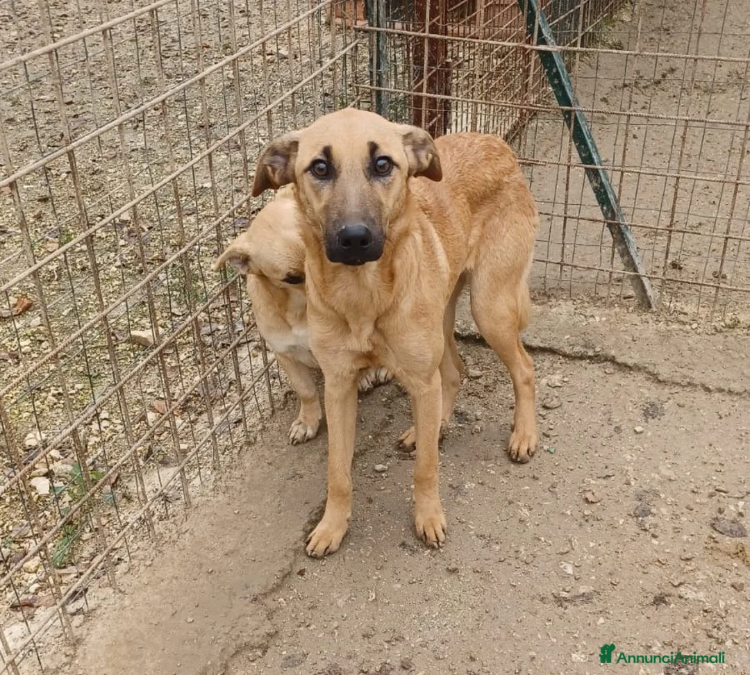 Meticcio cani in regalo: LA TIMIDA E DOLCE ALBICOCCA a Città metropolitana di Roma Capitale - Annuncio 4