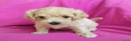 Maltipoo cani in vendita: Cucciola maltipoo a Provincia di Rimini - Annuncio 2