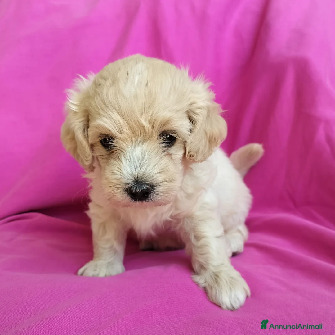 Maltipoo cani in vendita: Cucciola maltipoo a Provincia di Rimini - Annuncio 2