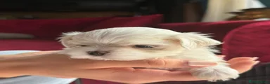 Maltese Cucciolo 3