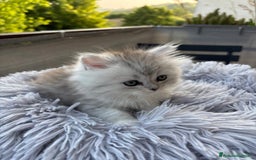 Persiano gatti in vendita: Gattini persiani Chinchilla e Himalayani  a Provincia di Ravenna - Immagine 22