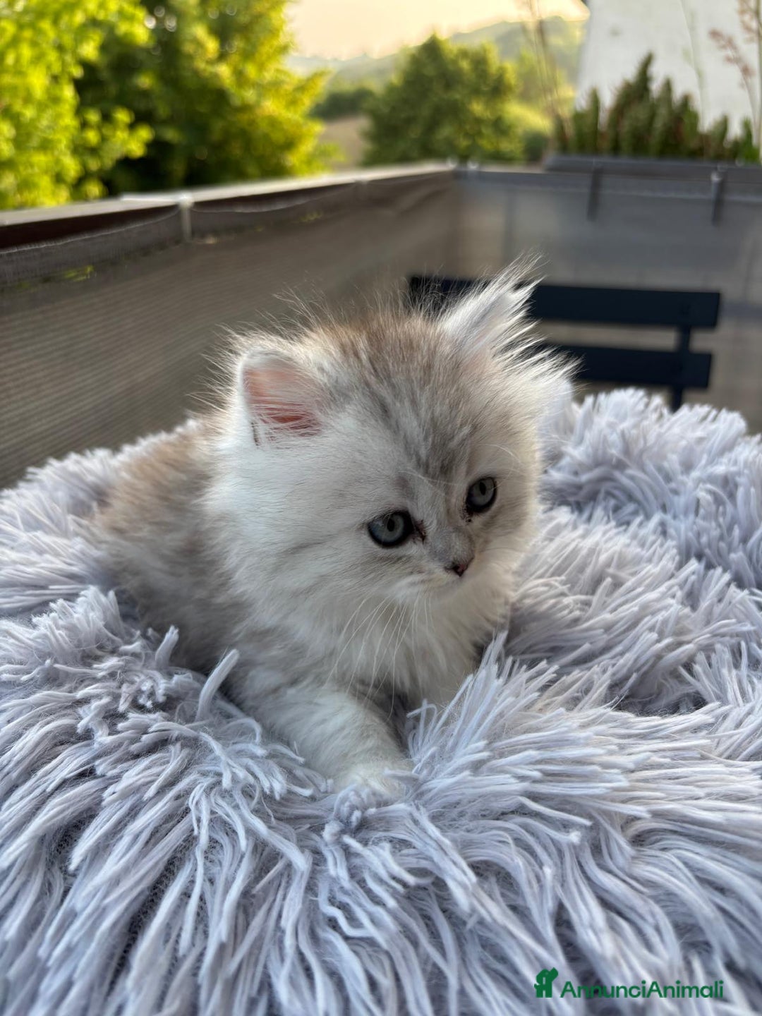 Persiano gatti in vendita: Gattini persiani Chinchilla e Himalayani  a Provincia di Ravenna - Immagine 22