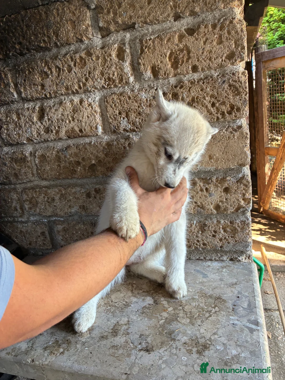 Husky cani in vendita: Cuccioli di husky - Annuncio 7