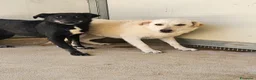 Meticcio cani in regalo: Micky: taglia media, socievole ed equilibrata  - Annuncio 9