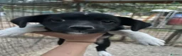 Meticcio cani in regalo: LA TENERA KIRA a Città Metropolitana di Firenze - Annuncio 8