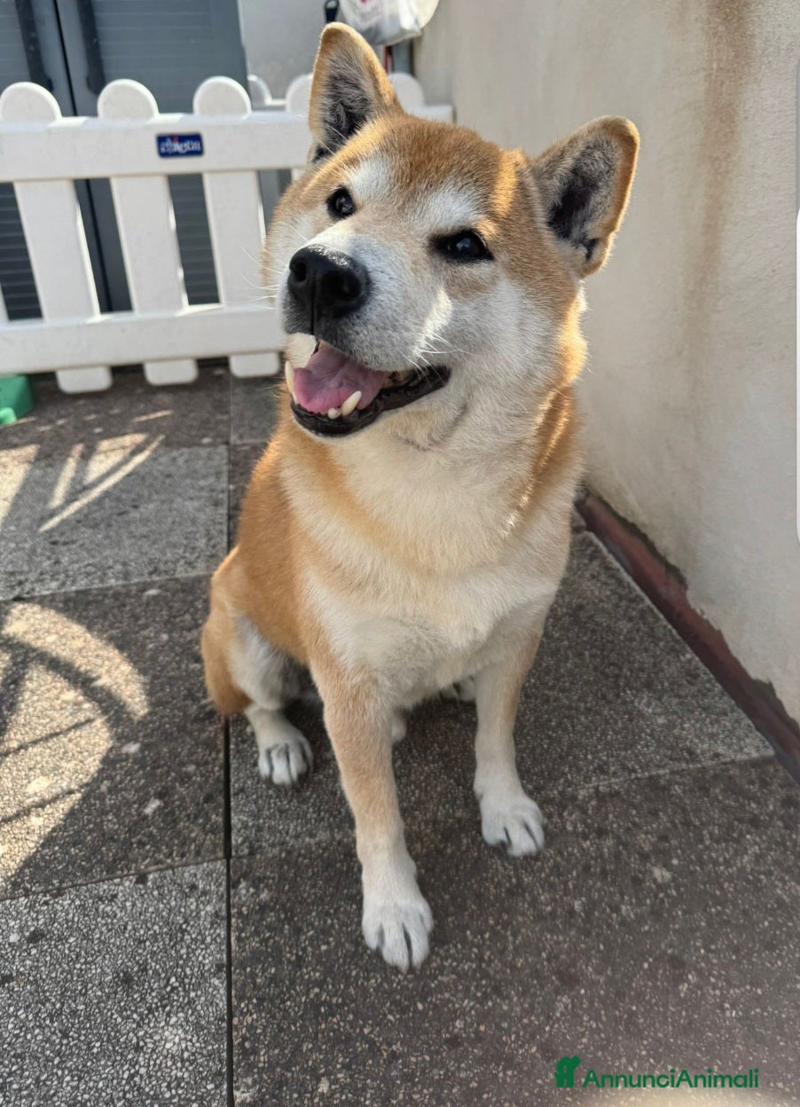 Shiba Inu cani Shiba Inu 10anni kg10 SALITO E RIFIUTAT!!MILANO  - Annuncio 1