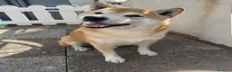 Shiba Inu cani in regalo: Shiba Inu 10anni kg10 SALITO E RIFIUTAT!!MILANO  - Annuncio 1