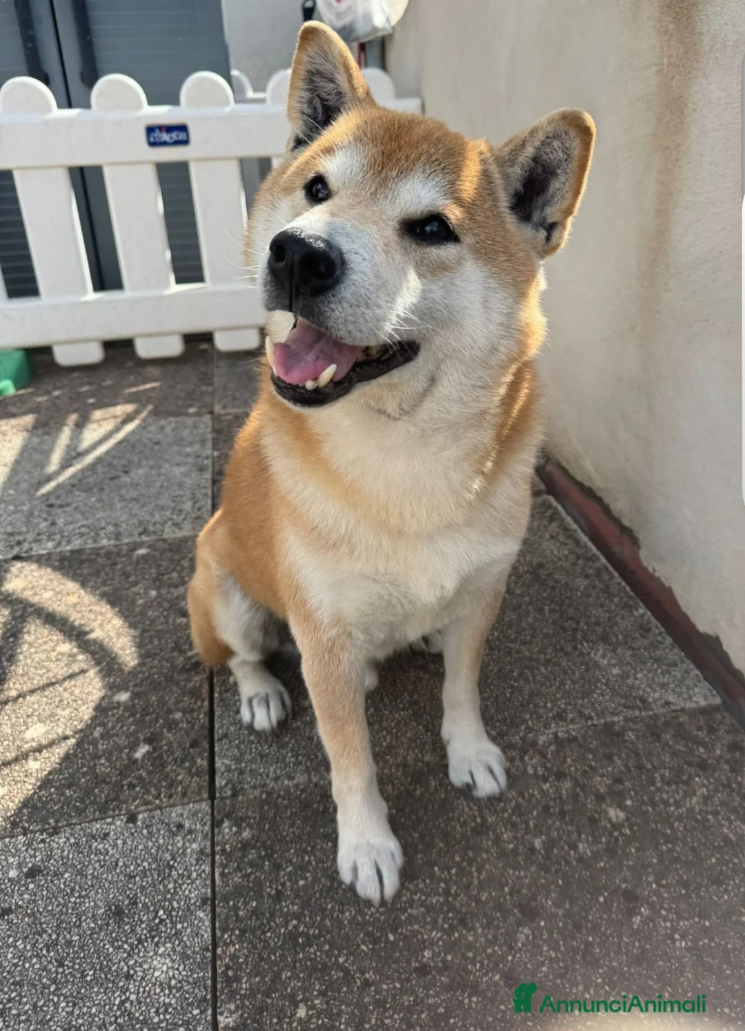 Shiba Inu cani in regalo: Shiba Inu 10anni kg10 SALITO E RIFIUTAT!!MILANO  - Annuncio 1