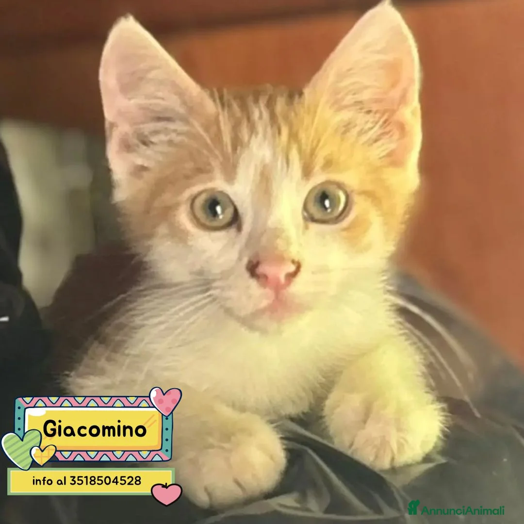 Meticcio gatti in regalo: Giacomino dolce micino 2 mesi cerca casa  - Annuncio 1