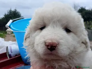 Meticcio cani Cucciolata, 2/3 mesi, misto maremmano - Annuncio 4