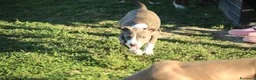 Pitbull cani in vendita: Cuccioli Pit Bull con pedigree anche a rate - Annuncio 12