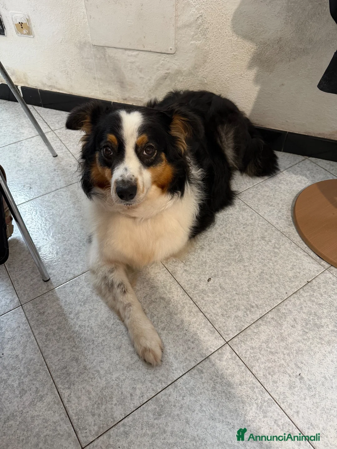 Australian Shepherd cani in vendita: Cuccioli di australian Sheperd  - Annuncio 1