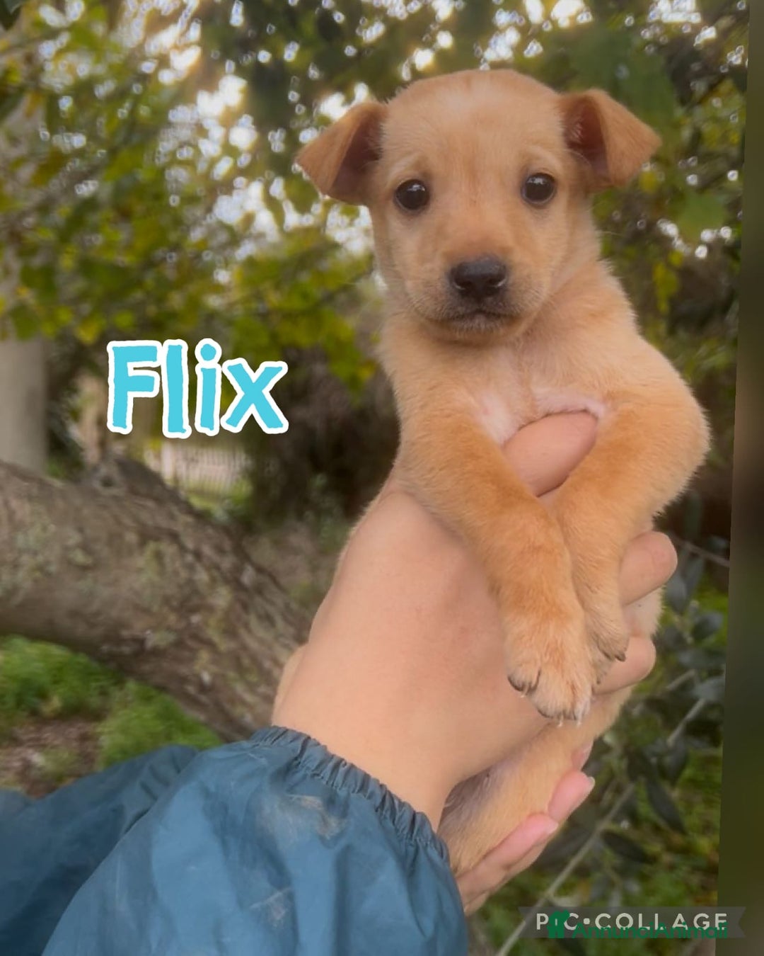Meticcio cani in regalo: FLIX 💙 - cucciolo taglia piccola cerca casa 🥰 - Annuncio 7