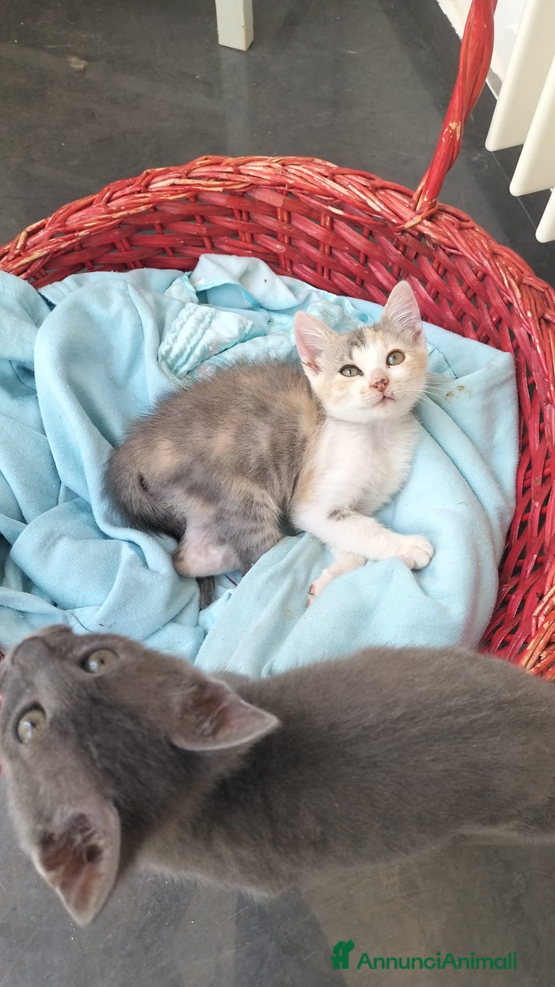 Europeo gatti in regalo: Candy  a Provincia di Monza e della Brianza - Immagine 6