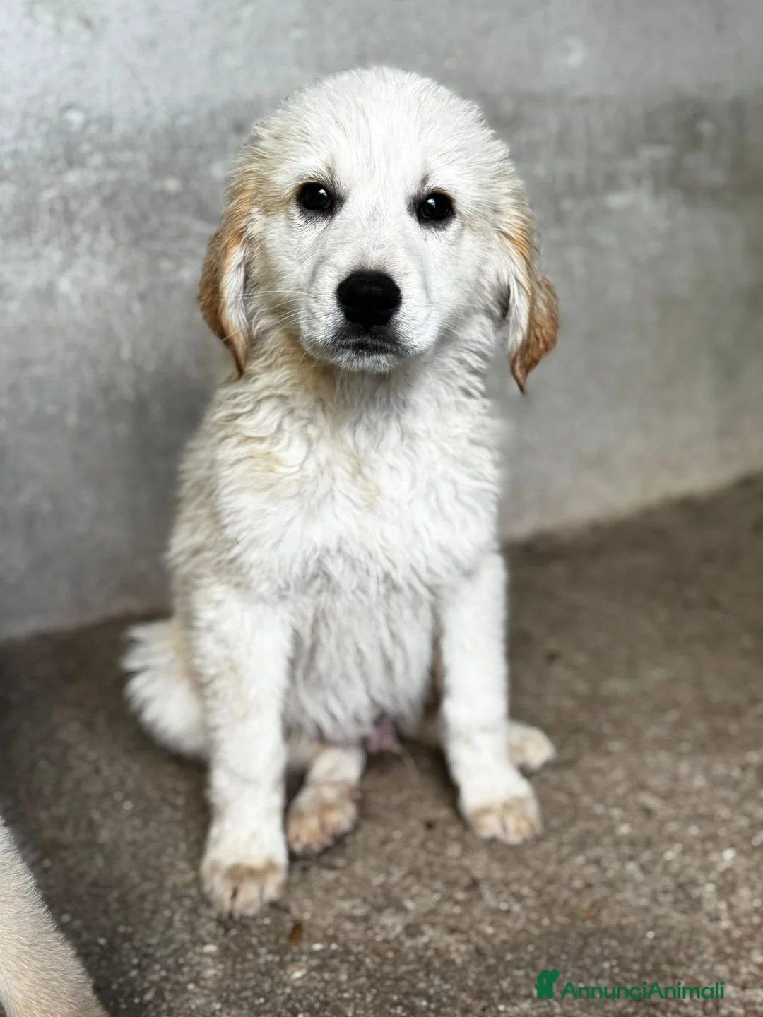 Meticcio cani in regalo: Bubix a Provincia di Verona - Annuncio 1
