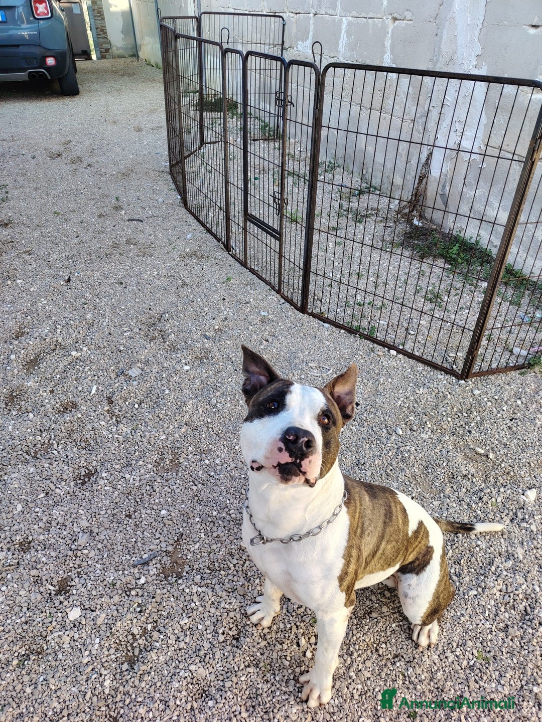 American Staffordshire cani in regalo: Splendido Amstaff  - Annuncio 3