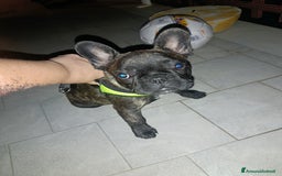 Bulldog Francese cani in vendita: Bulldog francese maschio  - Immagine 9
