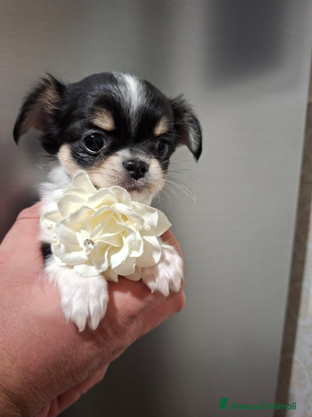 Chihuahua cani in vendita: Chihuahua  - Annuncio 4