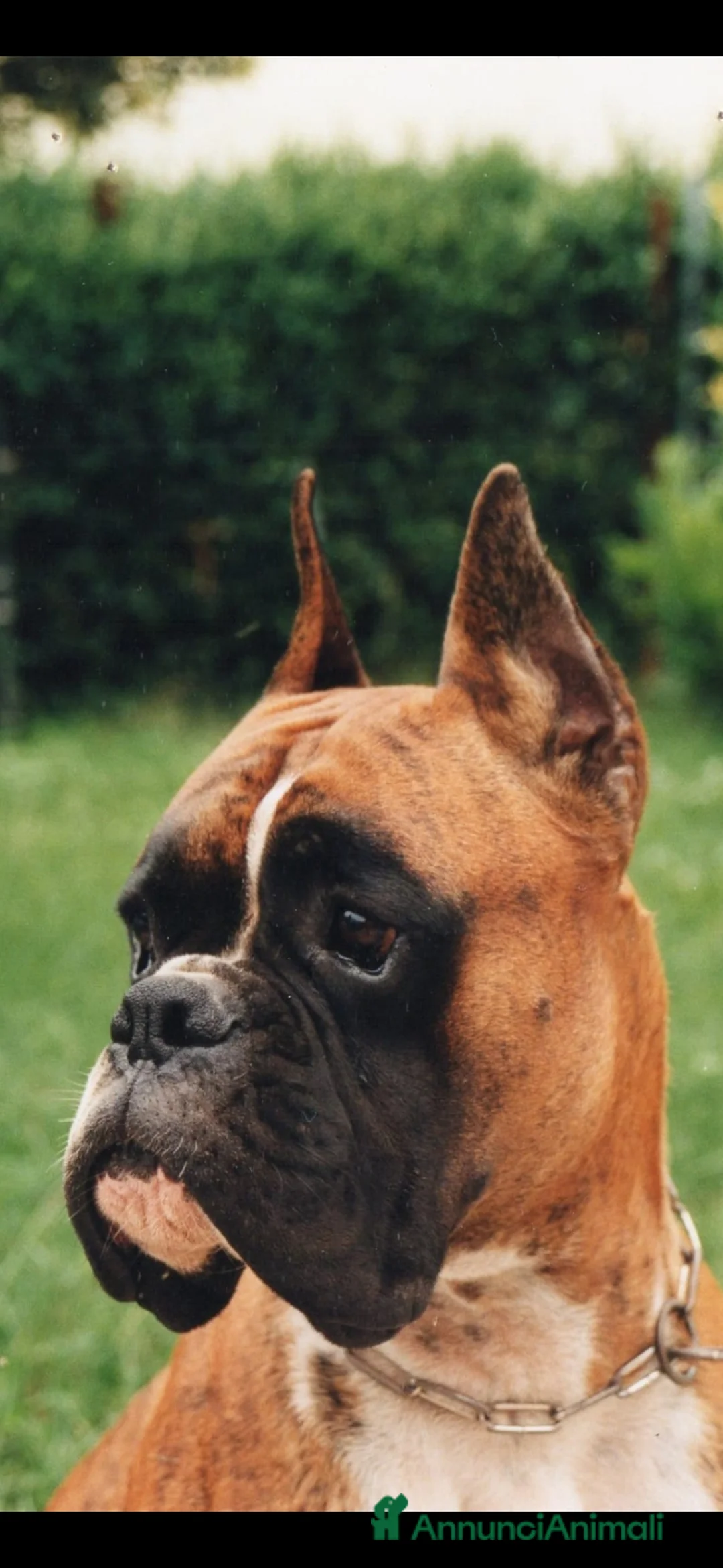 Immagine della galleria {{count}}