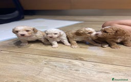 Barboncino cani in vendita: Barboncino, nuova cucciolata in casa a Città Metropolitana di Napoli - Immagine 3