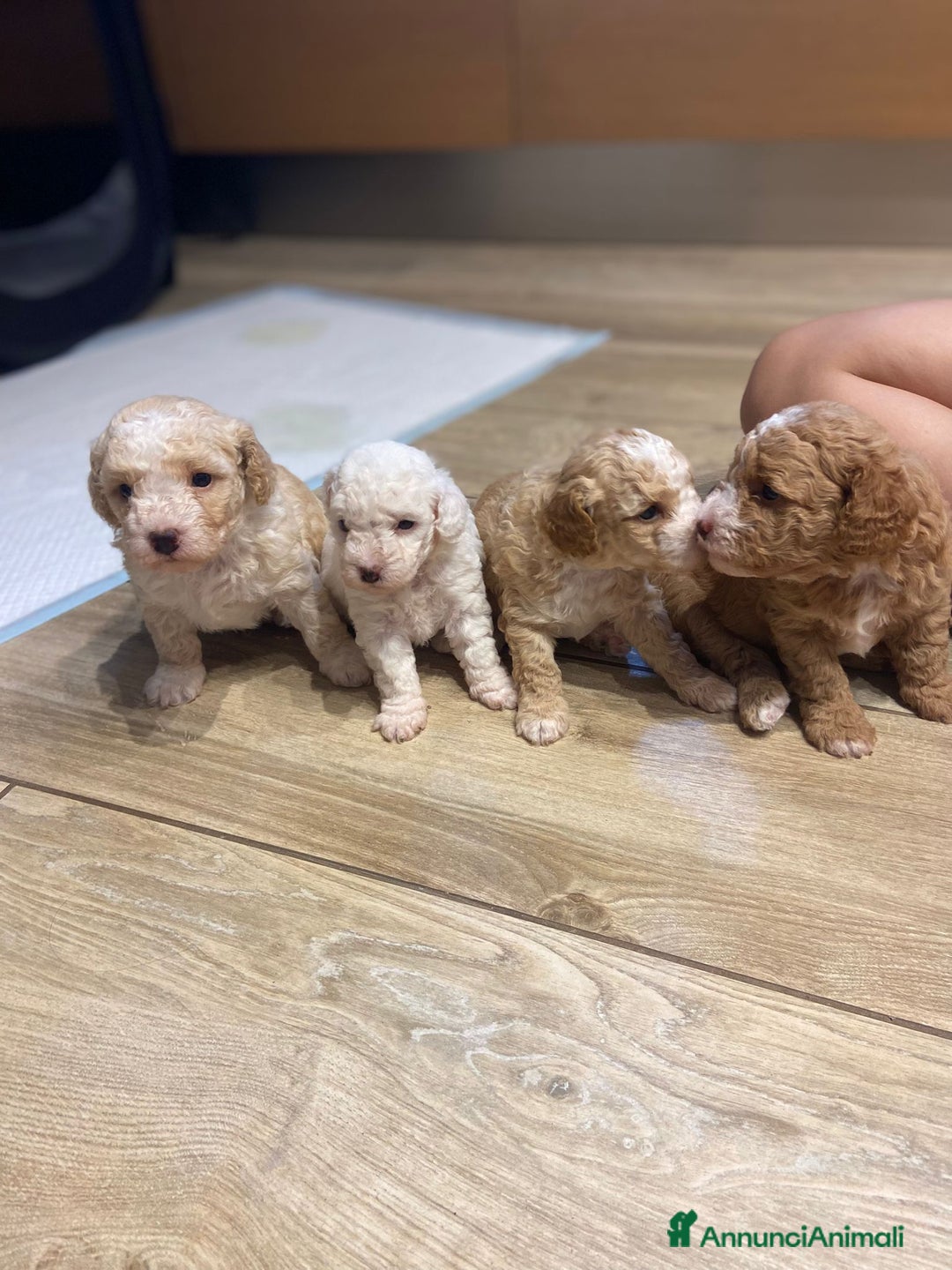 Barboncino cani in vendita: Barboncino, nuova cucciolata in casa a Città Metropolitana di Napoli - Immagine 3