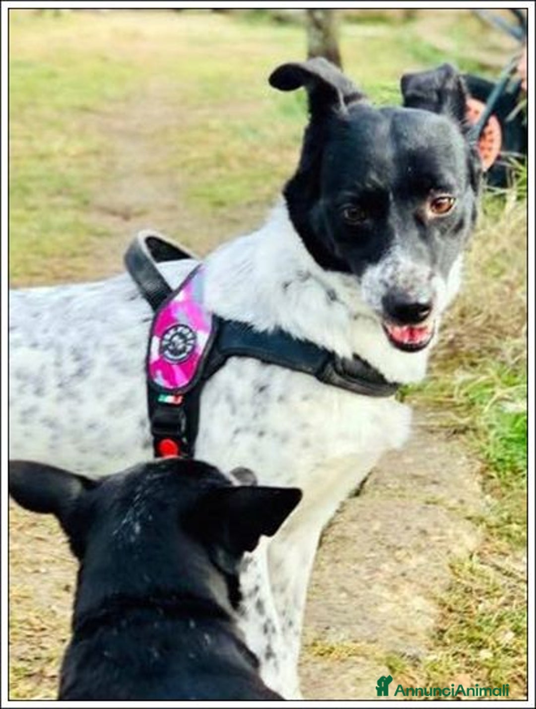 Meticcio cani in regalo: JOY buona con tutti anche coi gatti! - Annuncio 3