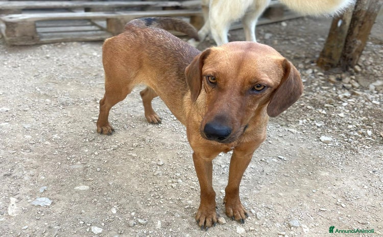 Meticcio cani a Città Metropolitana di Venezia - Annuncio 13