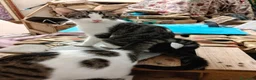 Meticcio gatti in regalo: Romeo e Matisse  a Provincia di Bergamo - Annuncio 3