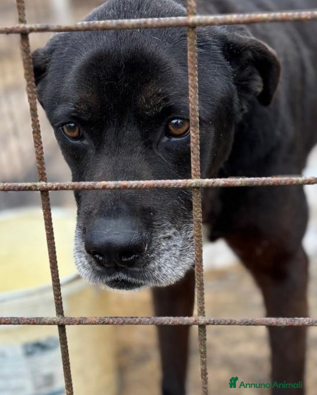Meticcio cani in regalo: ROCKY 8 anni cerca casa - adozione del cuore! a Provincia di Latina - Annuncio 2