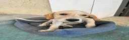 Meticcio cani in regalo: CUCCIOLI ARON E BIRILLO - Annuncio 3