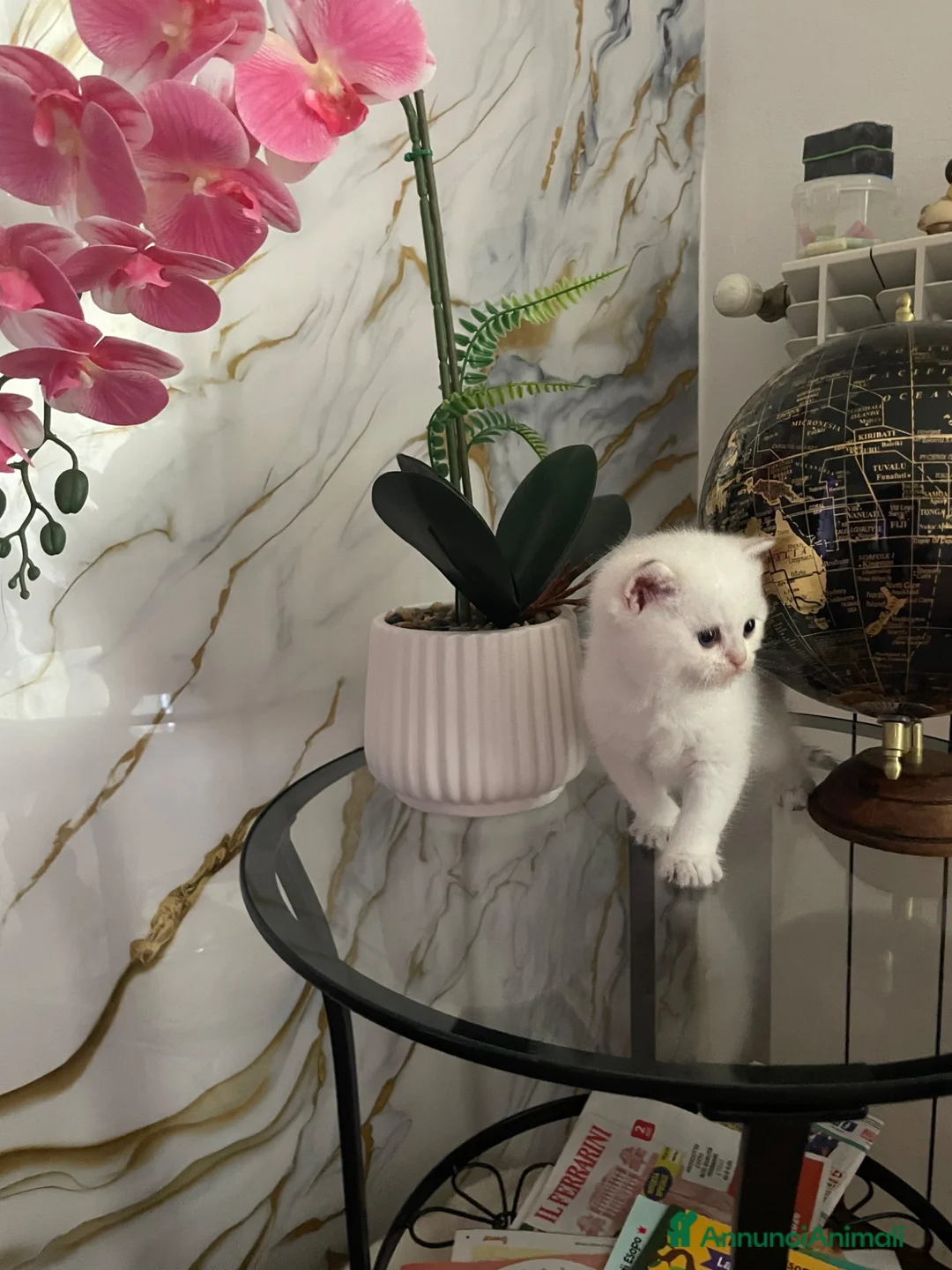 British gatti in vendita: BRITISH SHORTHAIR  - Annuncio 1