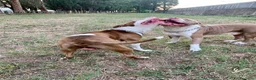 Pitbull cani in regalo: pitbull 7 anni  a Città metropolitana di Roma Capitale - Annuncio 3