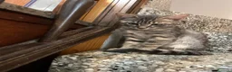 Meticcio gatti in vendita: Gattino grigio  - Annuncio 3