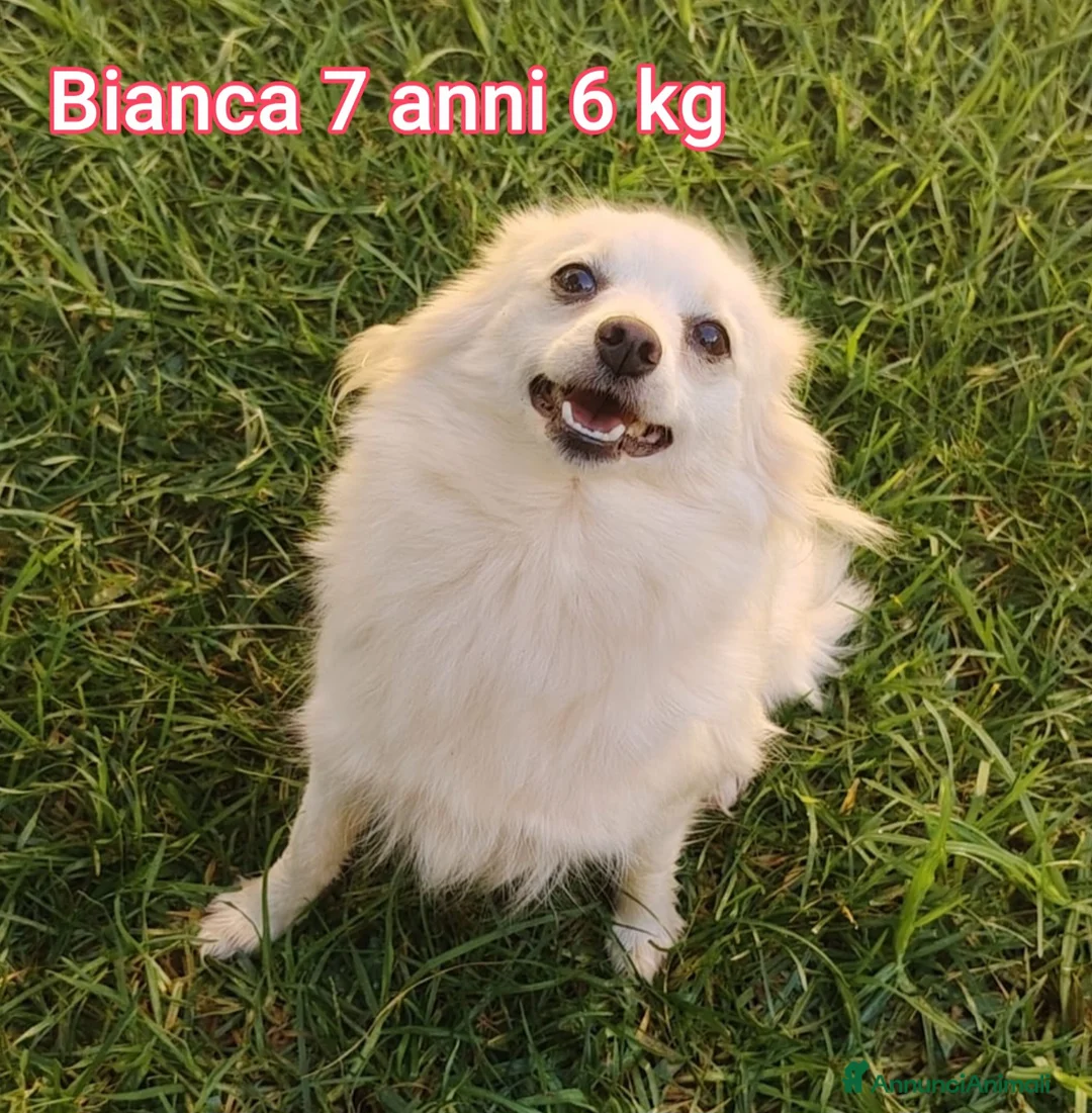 Meticcio cani in regalo: CANI TAGLIA PICCOLA E CONTENUTA  - Annuncio 6