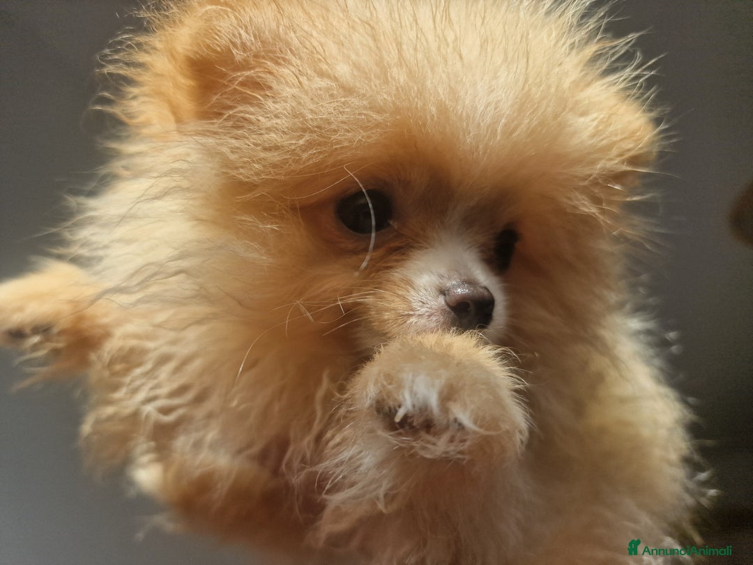Volpino Pomerania cani in vendita: Due maschietti disponibili  - Annuncio 4