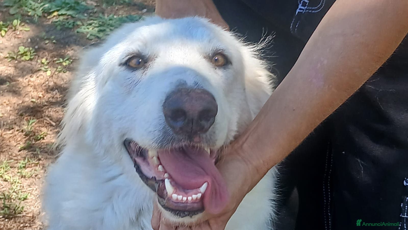 Meticcio cani LEILA LA DOLCE MAREMMANA CERCA CASA, IN ADOZIONE - Annuncio 20