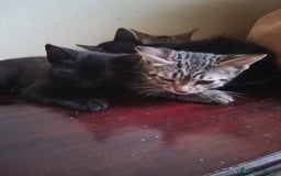 Altre razze gatti in regalo: Gatti e gatte di 2 mesi a Provincia di Pisa - Immagine 3