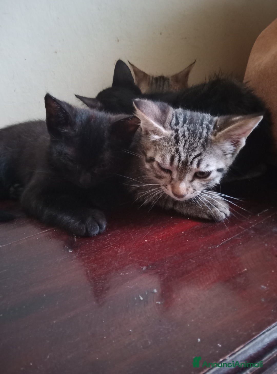 Altre razze gatti in regalo: Gatti e gatte di 2 mesi a Provincia di Pisa - Immagine 3