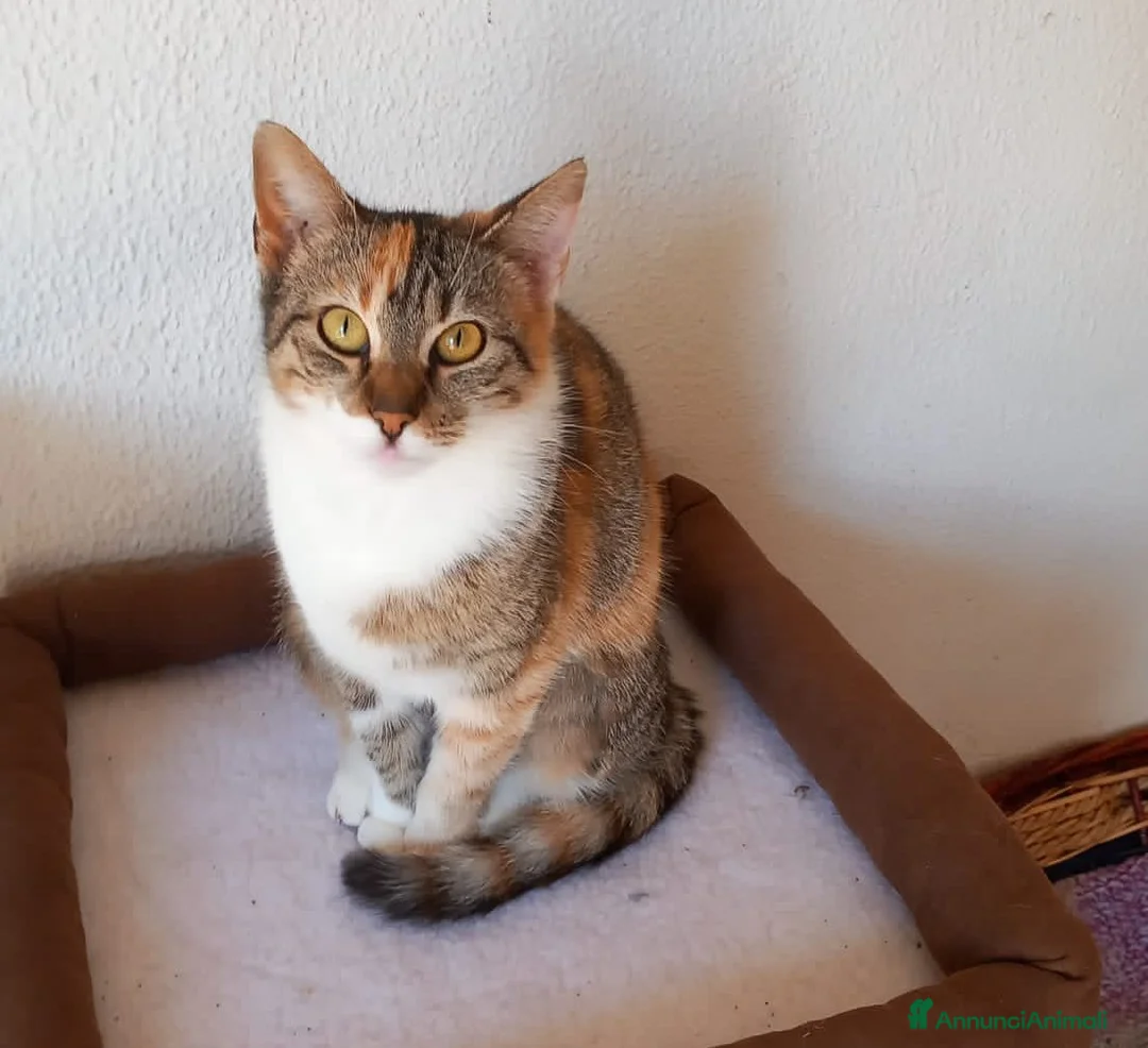 Europeo gatti in regalo: Karina, splendida micia in adozione! - Annuncio 5