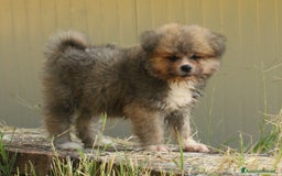 Akita Inu cani in vendita: Disponibili cuccioli Maschio Akita Pelo lungo a Provincia di Rieti - Immagine 4