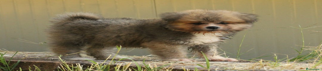 Akita Inu Cucciolo 2