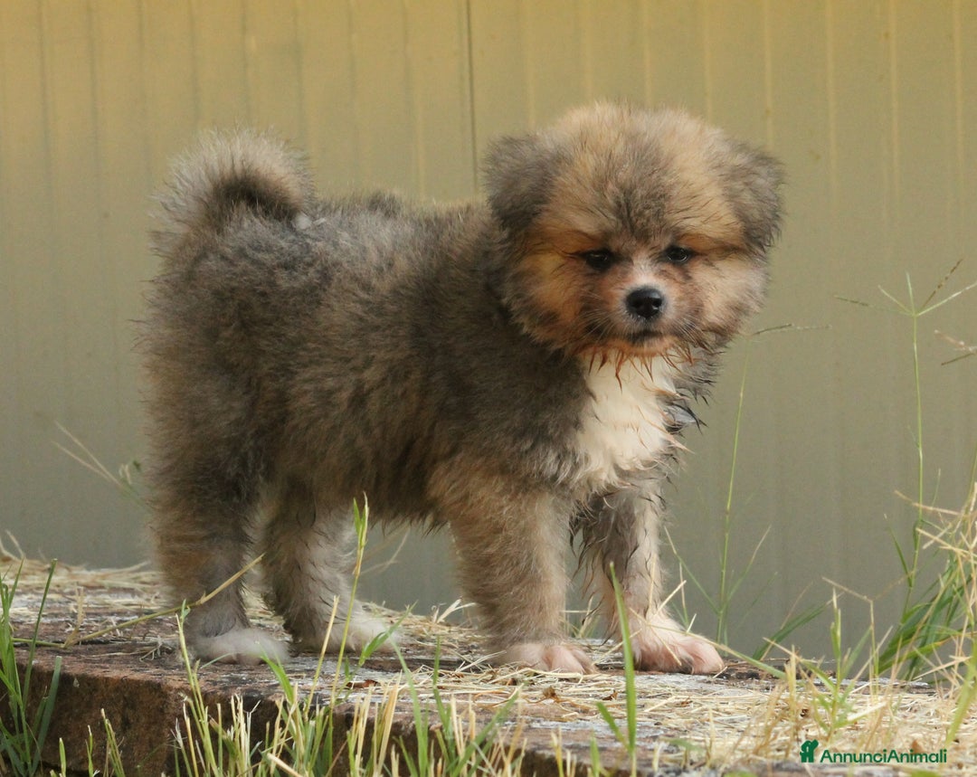 Akita Inu cani in vendita: Disponibili cuccioli Maschio Akita Pelo lungo a Provincia di Rieti - Immagine 4